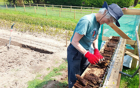Volunteer working at tree nursery