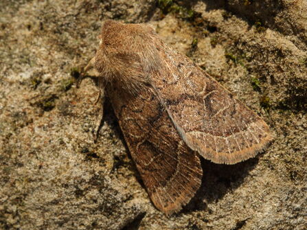 A common quaker moth resting on a rock. It's a brown moth with large, rounded kidney spots