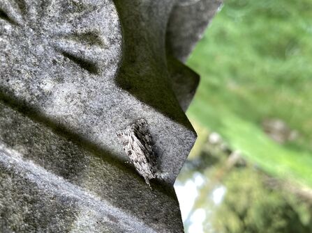 An early grey moth resting on a stone memorial in a cemetery