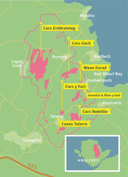 A map of Anglesey showing the locations of key fen sites, marked with yellow labels and red shaded areas. The sites include Cors Erddreiniog near Capel Coch, Cors Goch and Waun Eurad near Red Wharf Bay, Cors y Farl, Gwenfro & Rhos y Gad, and Cors Bodeilio located centrally near Llangefni. Caeau Talwrn is located further south. The map also includes roads, such as the A55, and a small inset map of Anglesey to provide context for the area depicted.