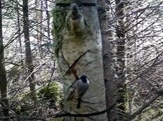 Willow tit - Llyn Brenig