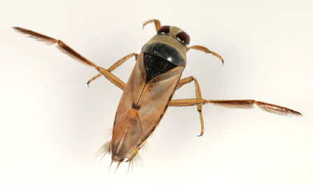 A greater water boatman. It's a brownish bug with its back legs modified for swimming. looking like long oars