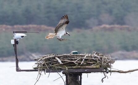 Osprey - Blue 372 (April '26)