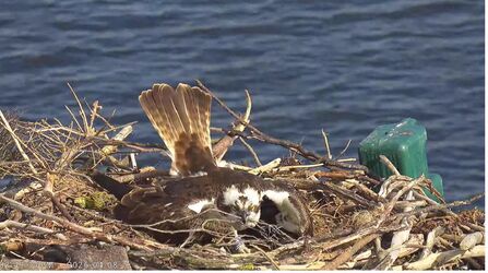 Osprey - LJ2 nest scraping