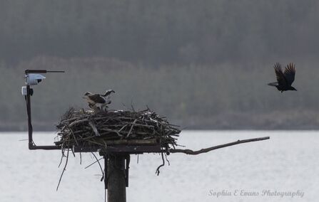 Ospreys & crow