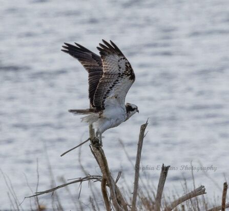 Osprey - unringed male (April '26)