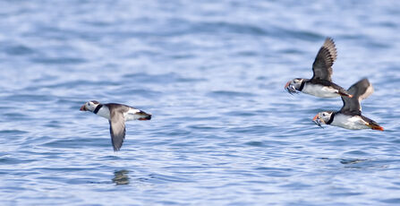 Puffins flying at sea