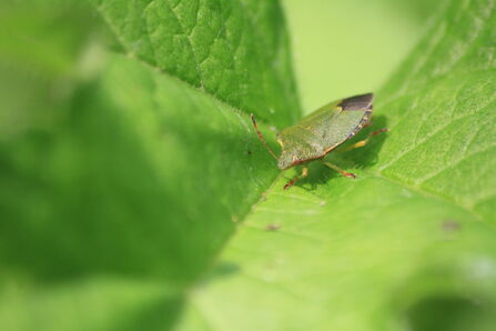 A green shieldbug standing on a leaf