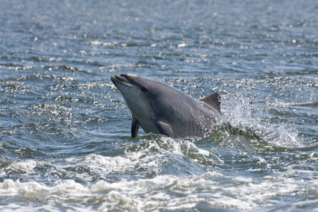 Bottlenose dolphin
