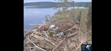 Ospreys with eggs - May '26