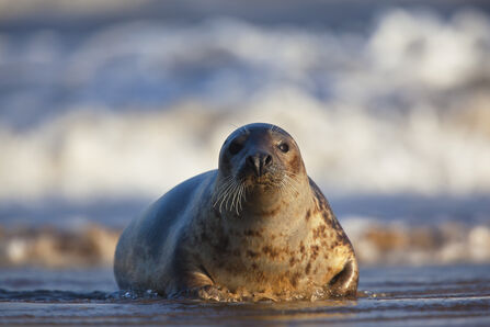A grey seal sat in shallow water at the edge of the sea, looking straight at the camera. Waves can be seen crashing behind it, in soft focus