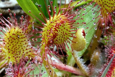 Sundew at Cors Goch Nature Reserve