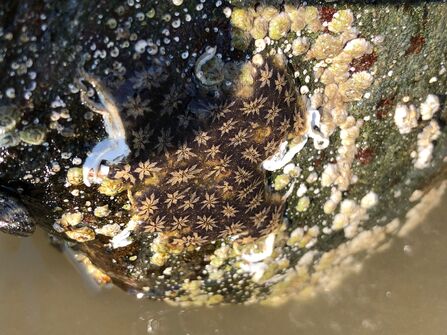 a rock with a sea squirt called star ascidian on it