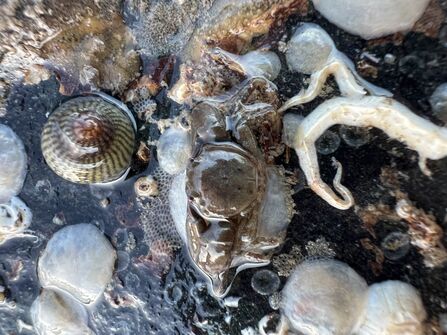 a crab and snail on a rock