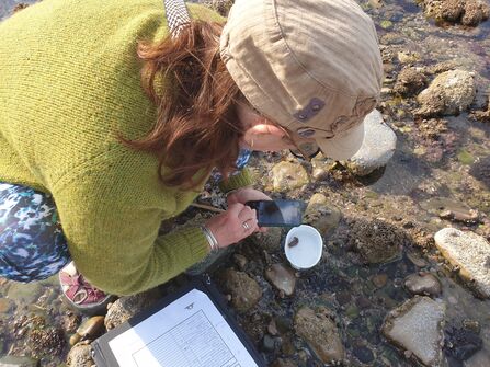 A volunteer taking a photo of a sea slug