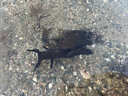 a sea slug underwater