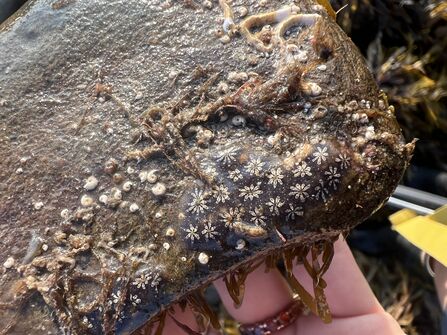 sea squirts on a rock