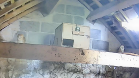 Barn owls in the rafters 
