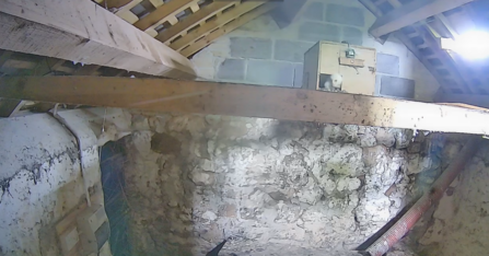 Barn owl owlet poking its head out of the nest box