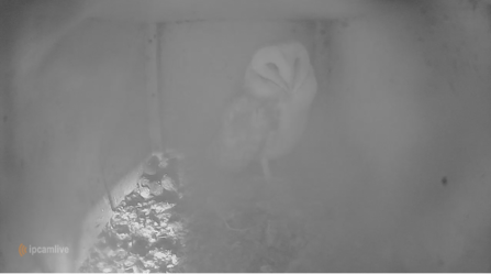 Last barn owl in the nest July 2026