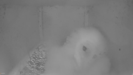 Owlet in nest cam box