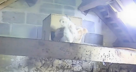 Barn owl outside the nest, June 2026