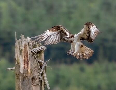 Female osprey (372) flying in to perch on tree stump