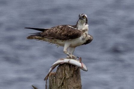 Male osprey (LJ2) perched on tree stump with fish