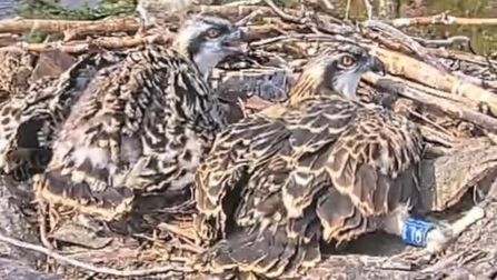 Newly ringed osprey chicks (9L1 & 9L2) sat in the nest