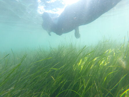 snorkeller in a seagrass meadow