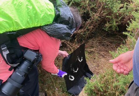 Checking under the felts for reptiles at Gwaith Powdwr