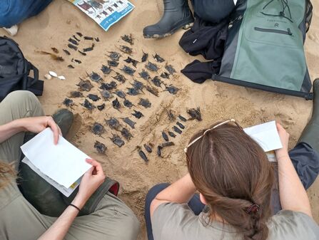 Identifying eggcases on the beach