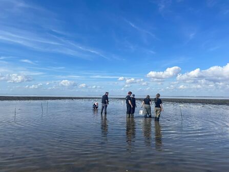 Monitoring oysters, Humber