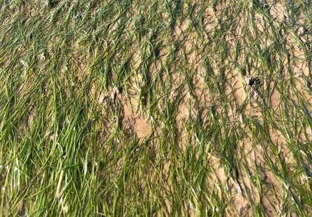 Seagrass, Humber