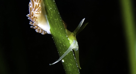 Nudibranch on Seagrass. Cornwall, UK