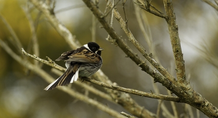 Photo of a reed bunting perched in a tree