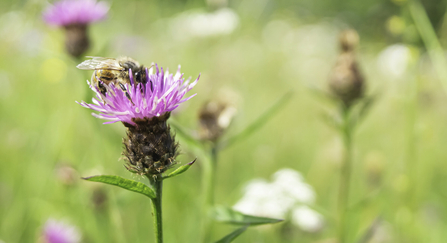 Bee on knapweed 