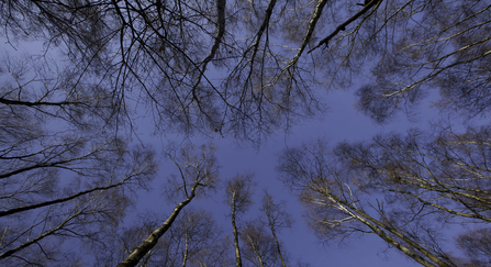 Birch in autumn