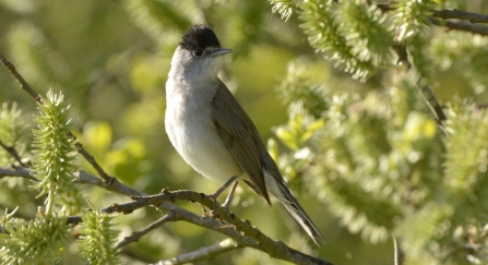 Blackcap