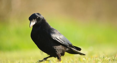 Photo of a carrion crow, its head titled slightly to its side