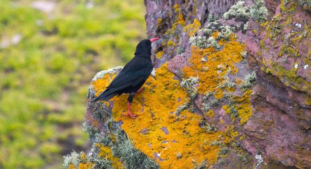 A close up of a single chough, a black bird with bright red beak and feet. Walking up a rocky cliff face. The rock is tinted red, and covered in bright yellow and pale green white lichens.