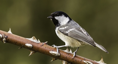 Coal tit