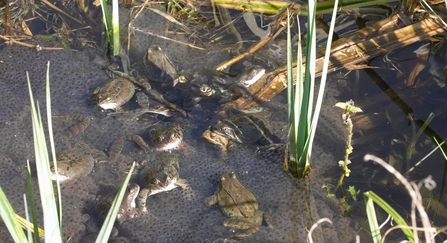 Common frogspawning