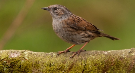 Dunnock