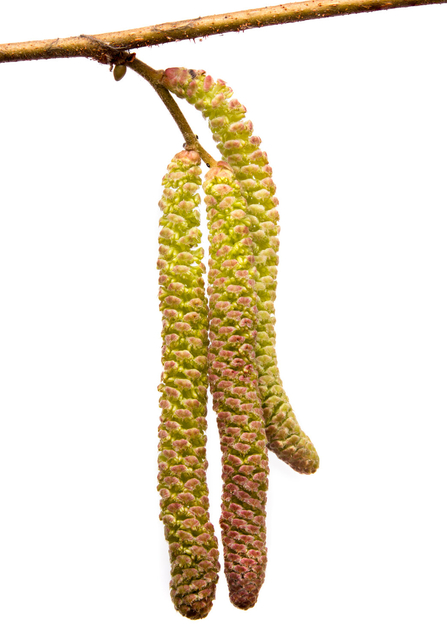 Hazel catkins