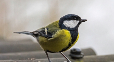 Great tit