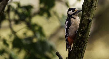 Great spotted woodpecker