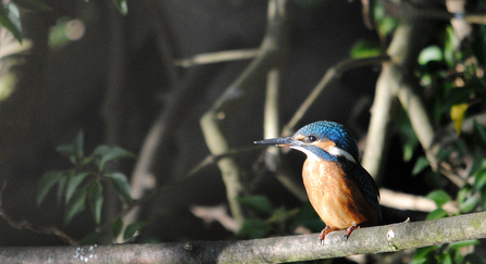 Photo of a kingfisher perched on a branch