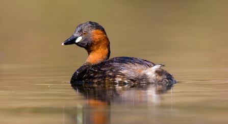 Photo of a little grebe out on water