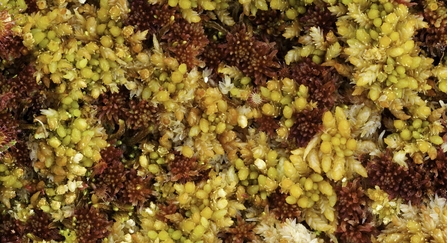 Close-up of Sphagnum moss, Flow Country, Scotland, June